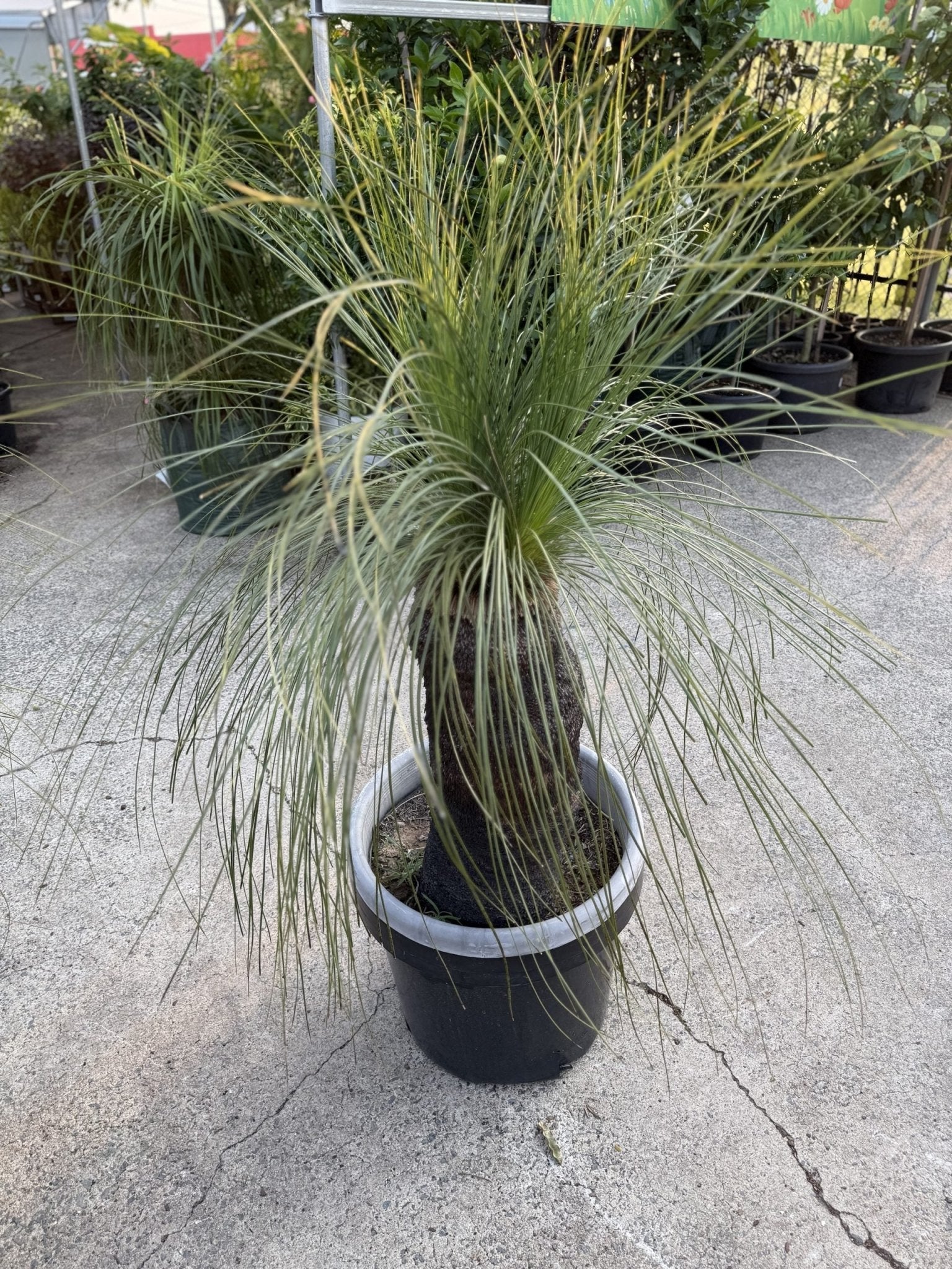 Grass Tree - Large (Size I) PICK UP ONLY - Ladybird Nursery