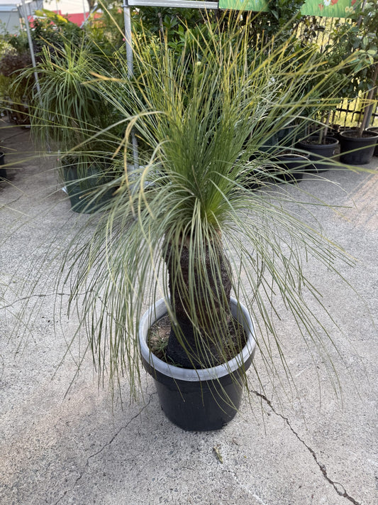Grass Tree - Large (Size I) PICK UP ONLY