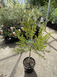 Melaleuca bracteata ‘Revolution Green’
