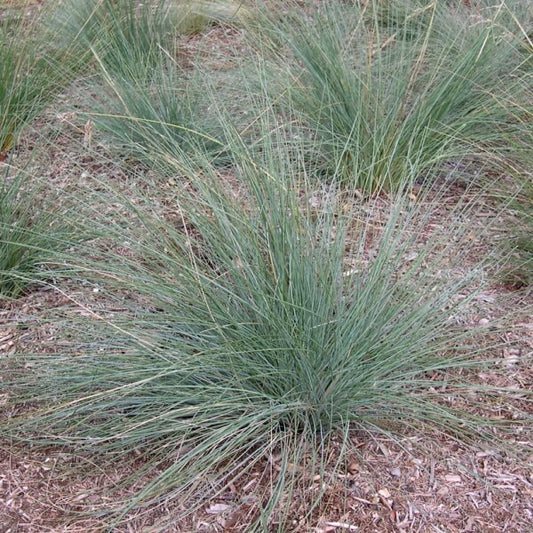 Kingsdale™ Native Tussock Grass
