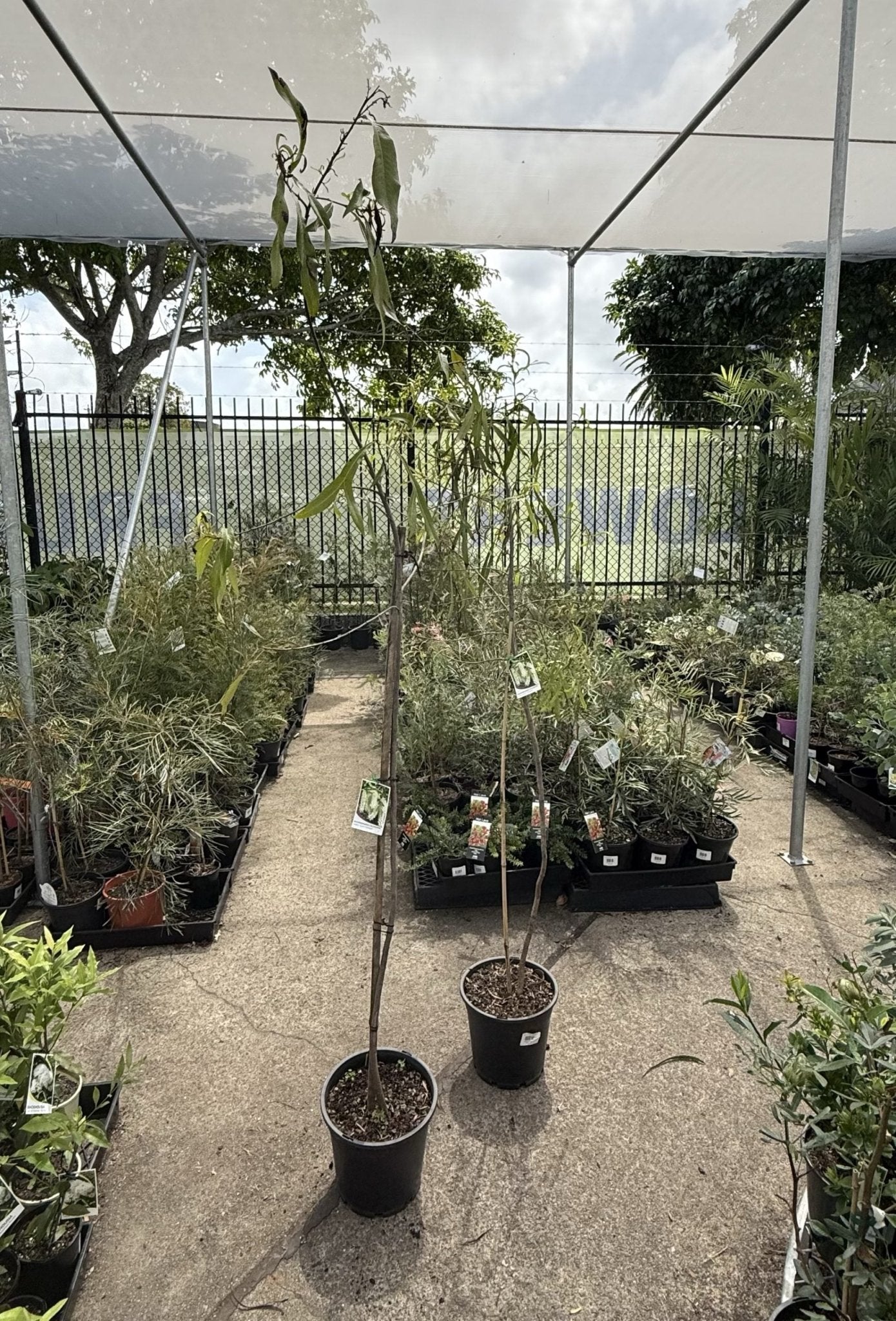 Ivory Curl Flower Tree 250mm Pot (Buckinghamia celsissima) (Pick up Only) - Ladybird Nursery