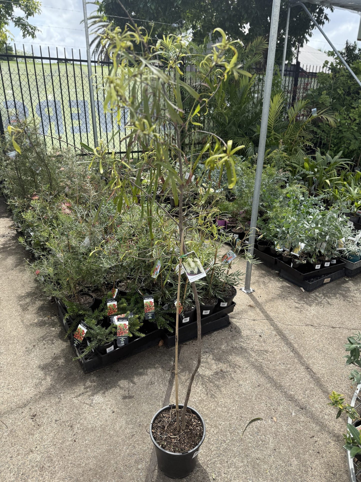 Ivory Curl Flower Tree 250mm Pot (Buckinghamia celsissima) (Pickup Only)