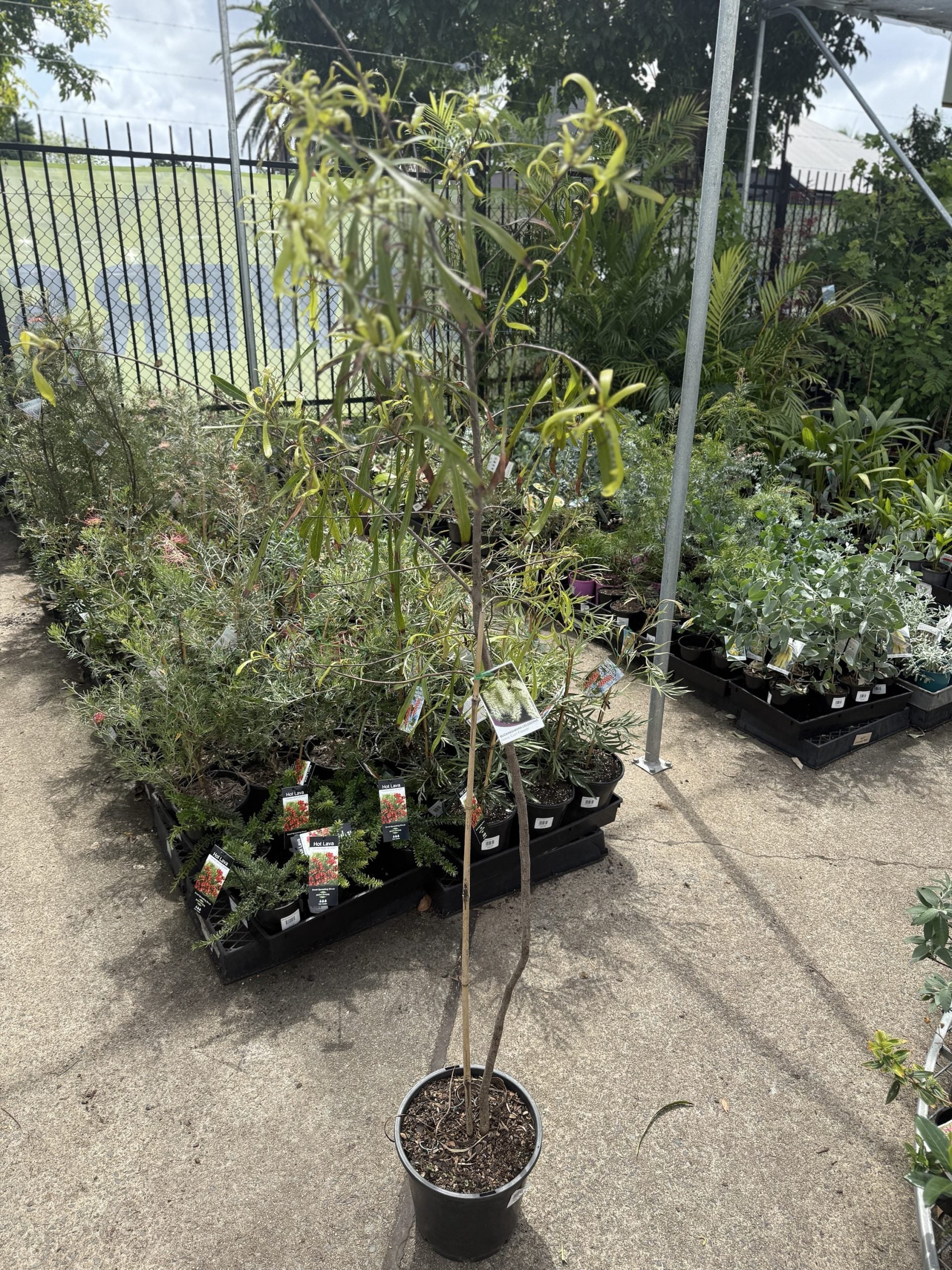 Ivory Curl Flower Tree 250mm Pot (Buckinghamia celsissima) (Pickup Only)