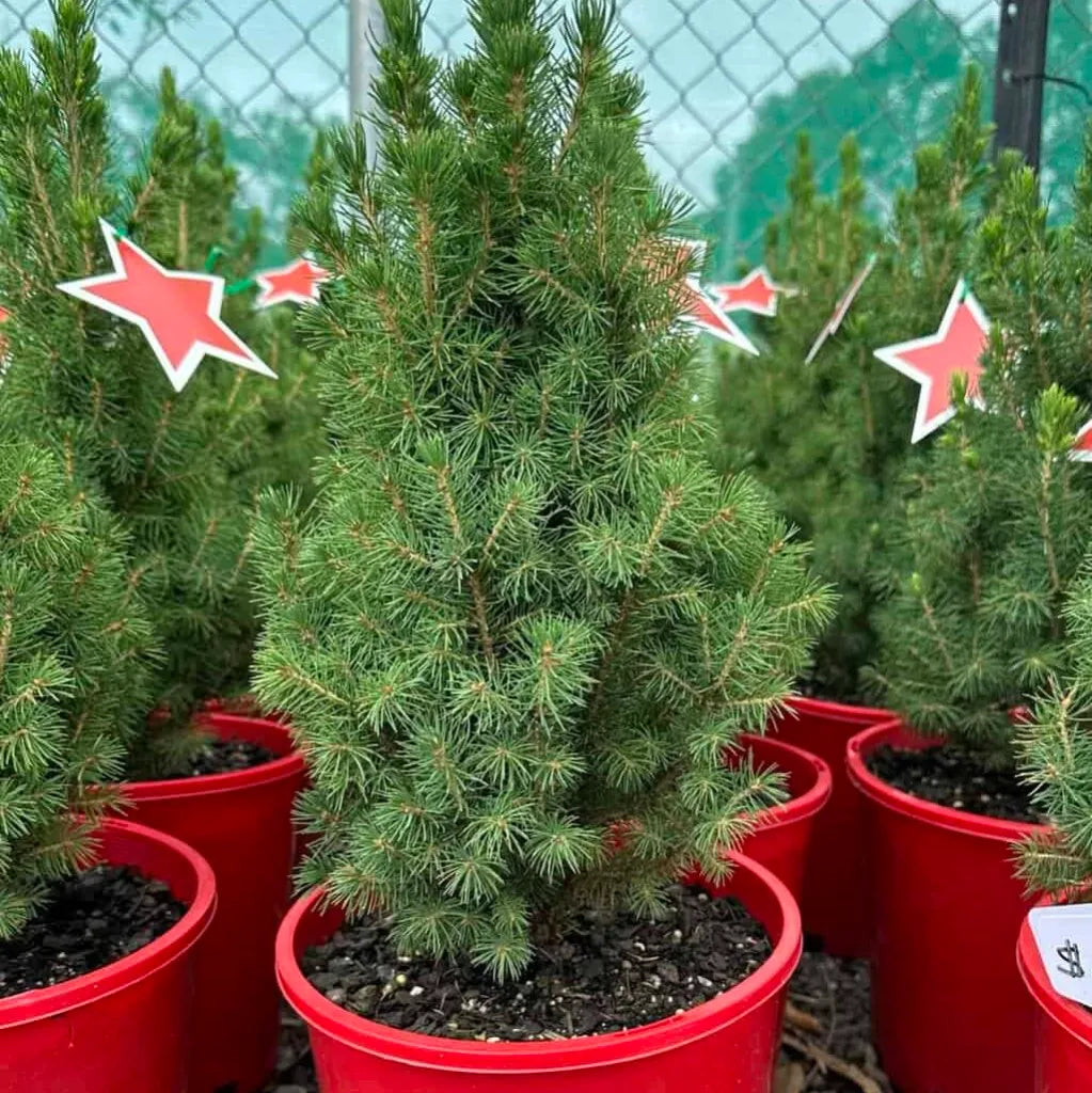 White Spruce Christmas Star (Picea glauca)