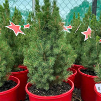 White Spruce Christmas Star (Picea glauca) - Ladybird Nursery