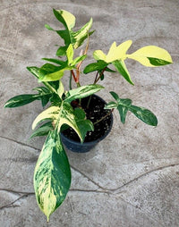 Philodendron Florida Beauty - Ladybird Nursery