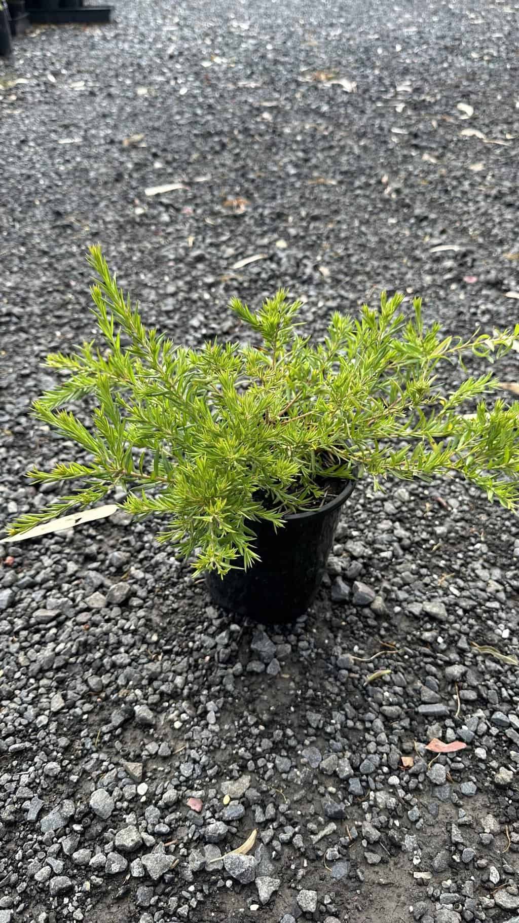 Grevillea Pink Pixie (Grevillea rosmarinifolia) - Ladybird Nursery