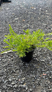 Grevillea Pink Pixie (Grevillea rosmarinifolia) - Ladybird Nursery