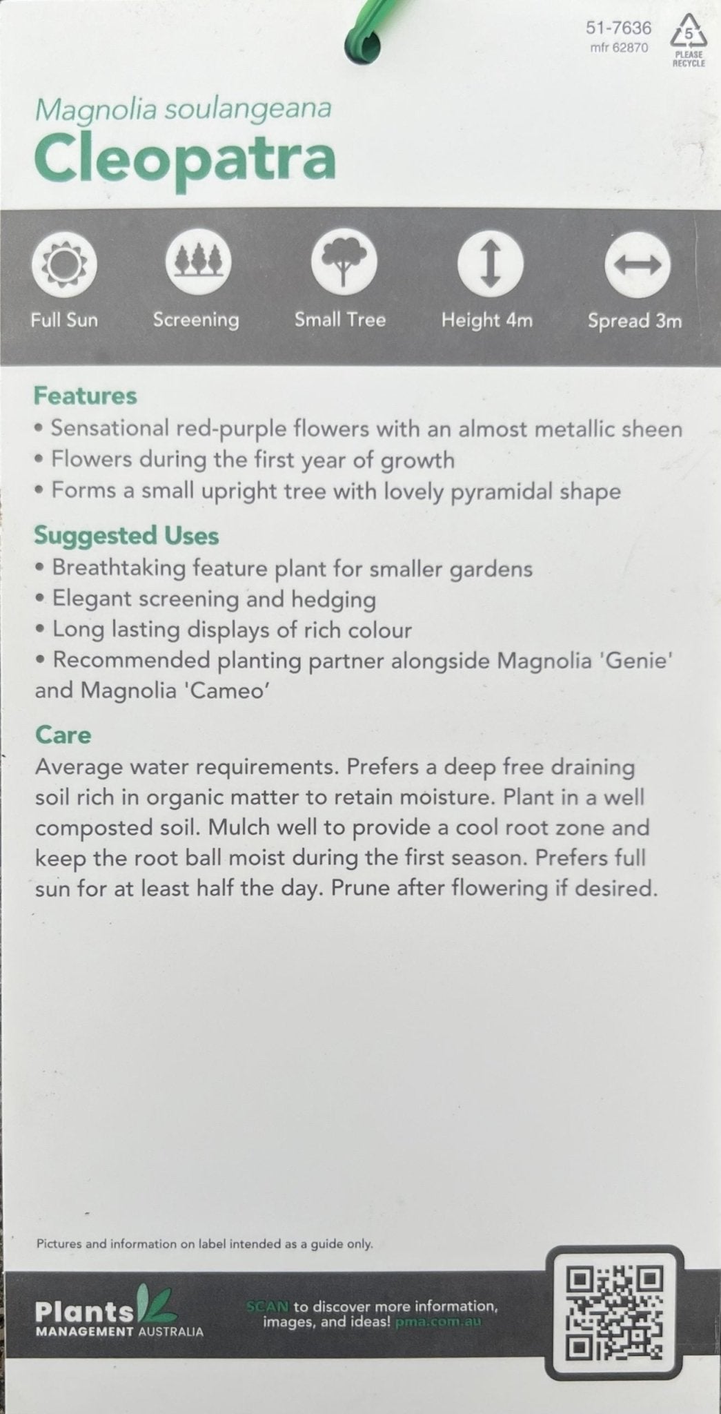 Magnolia Cleopatra 300mm (PICK UP ONLY) - Ladybird Nursery