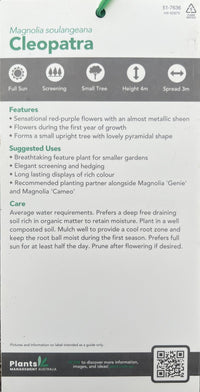 Magnolia Cleopatra 300mm (PICK UP ONLY)