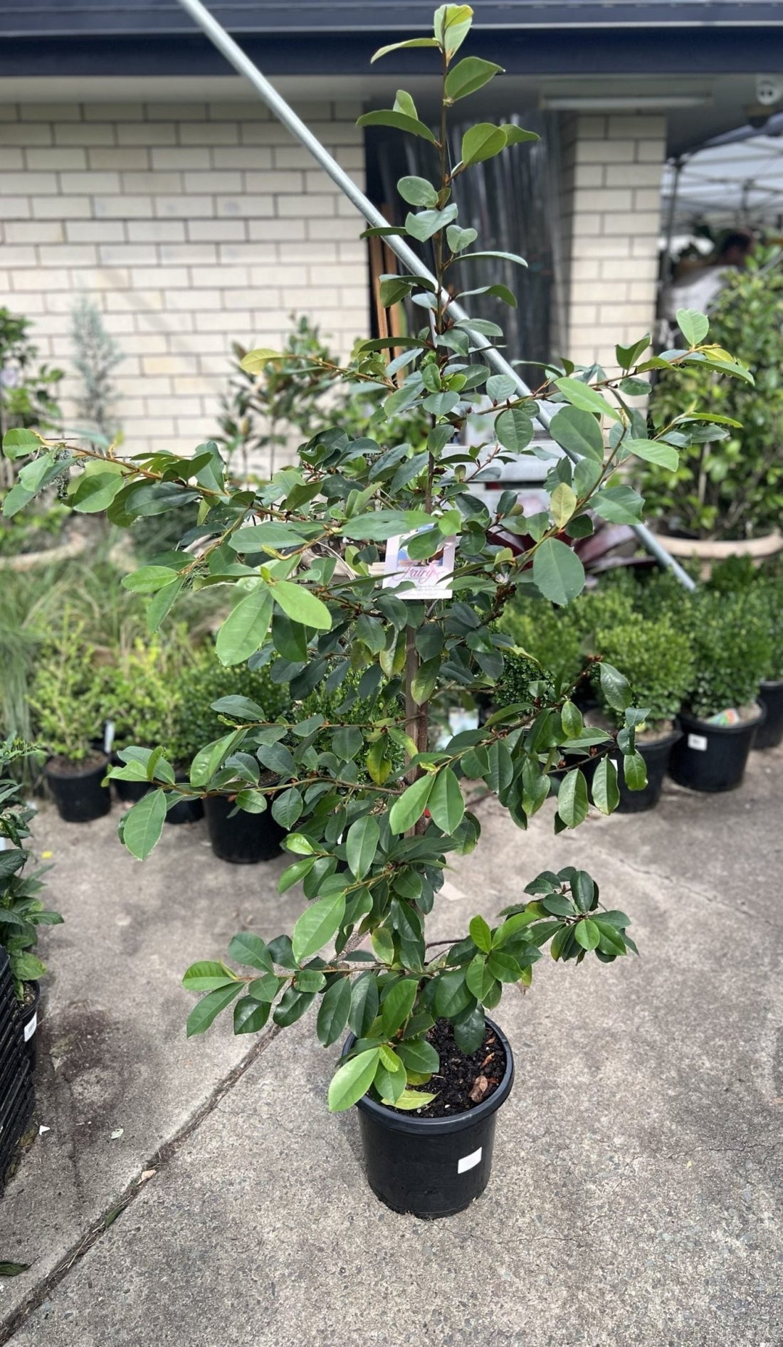 Magnolia Fairy White (Magnolia doltsopa) 300mm** (PICK UP ONLY) - Ladybird Nursery