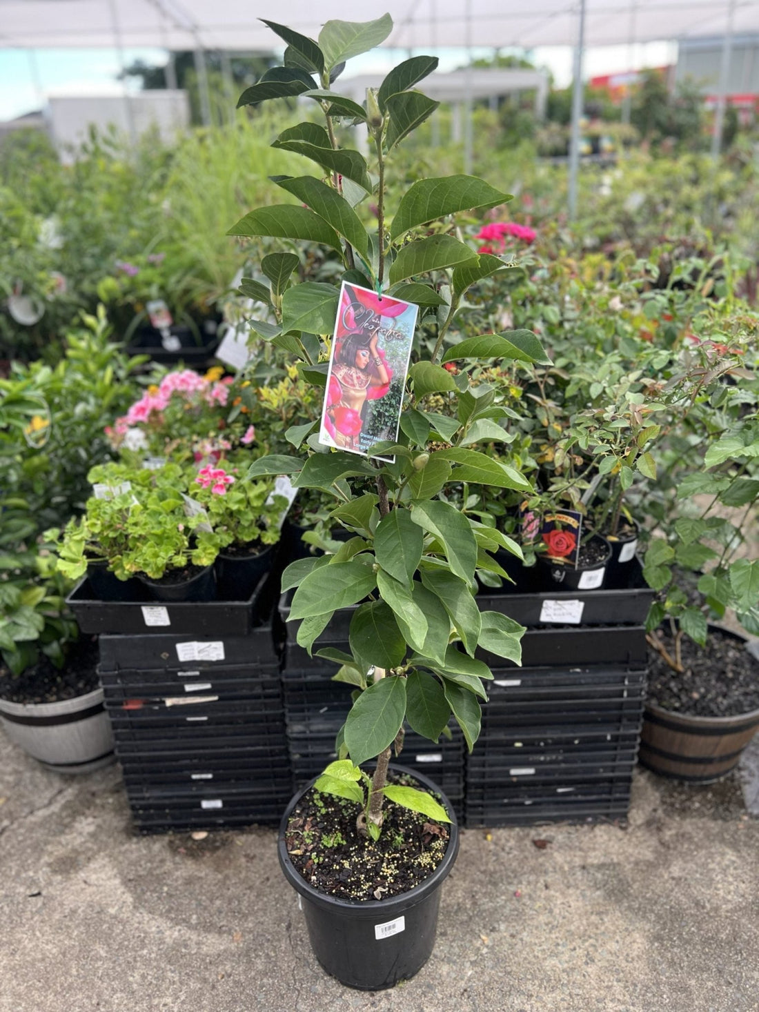 Magnolia Cleopatra 300mm (PICK UP ONLY) - Ladybird Nursery