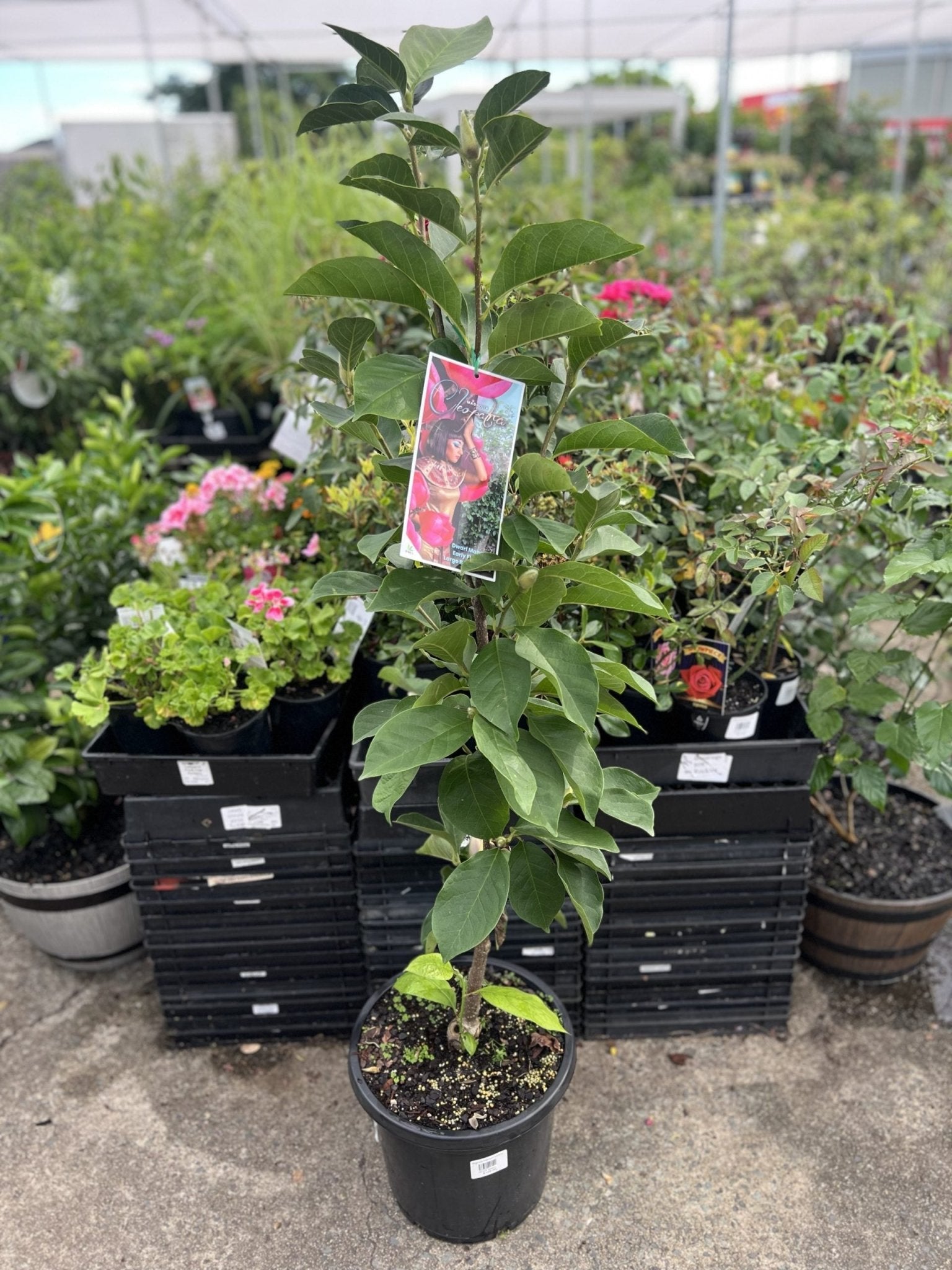 Magnolia Cleopatra 300mm (PICK UP ONLY) - Ladybird Nursery