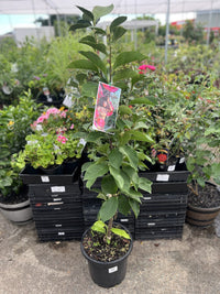 Magnolia Cleopatra 300mm (PICK UP ONLY)