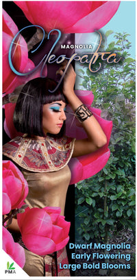 Magnolia Cleopatra 300mm (PICK UP ONLY)