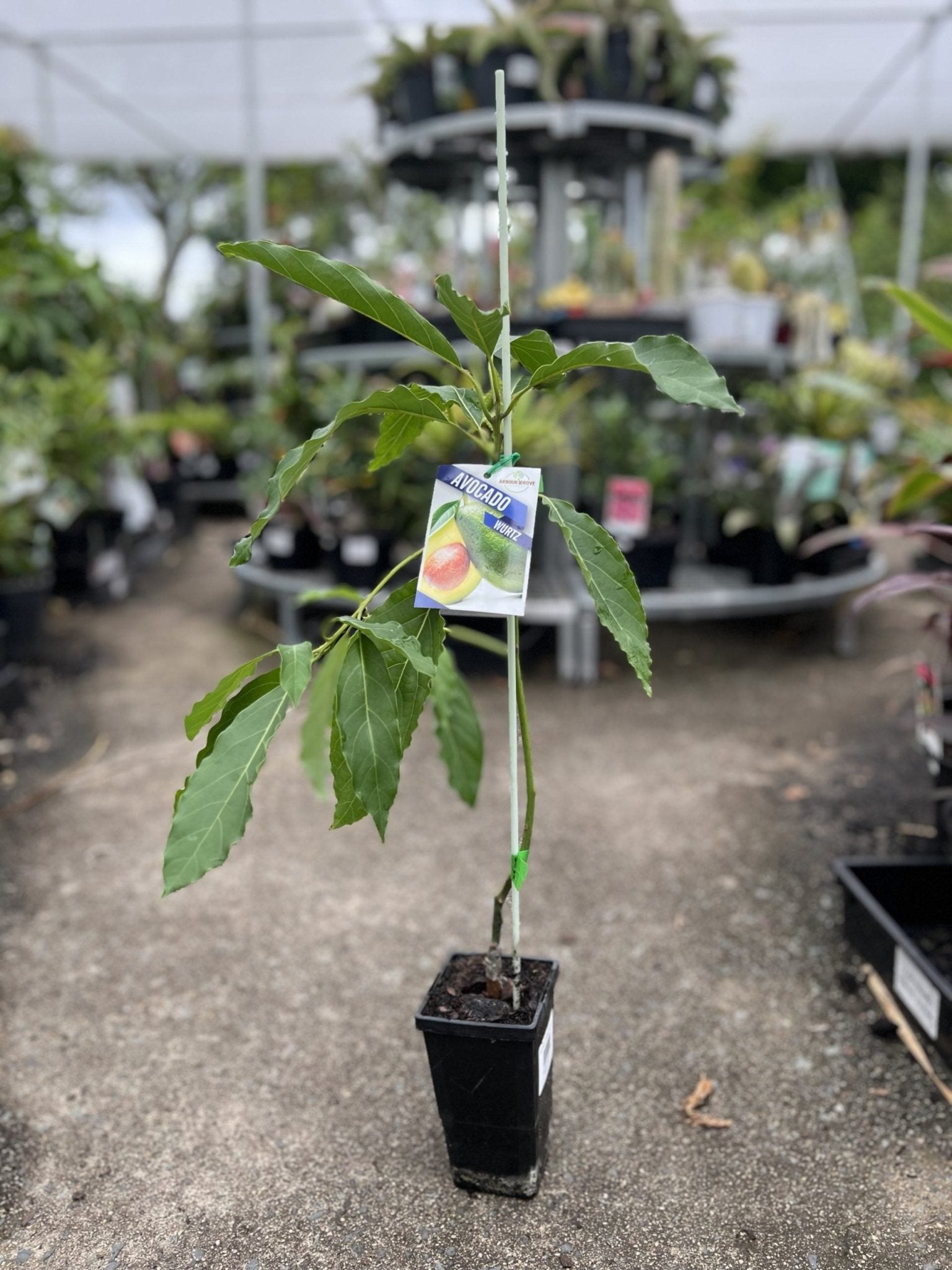 Dwarf Wurtz Avocado - Medium - Ladybird Nursery