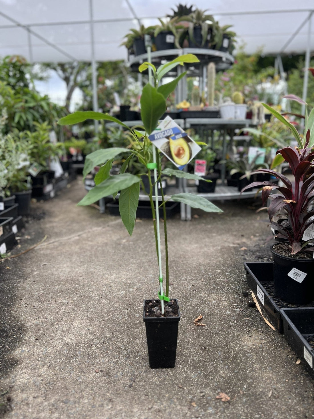 Hass Avocado - Medium (grafted) - Ladybird Nursery