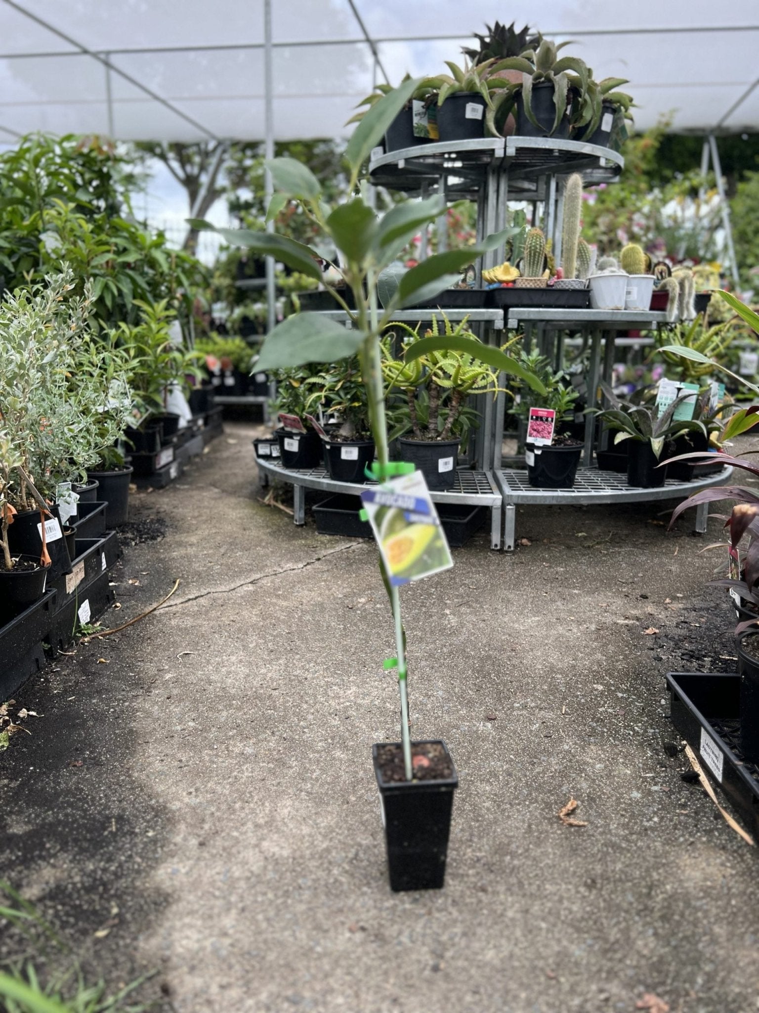 Shepard Avocado - Medium - Ladybird Nursery