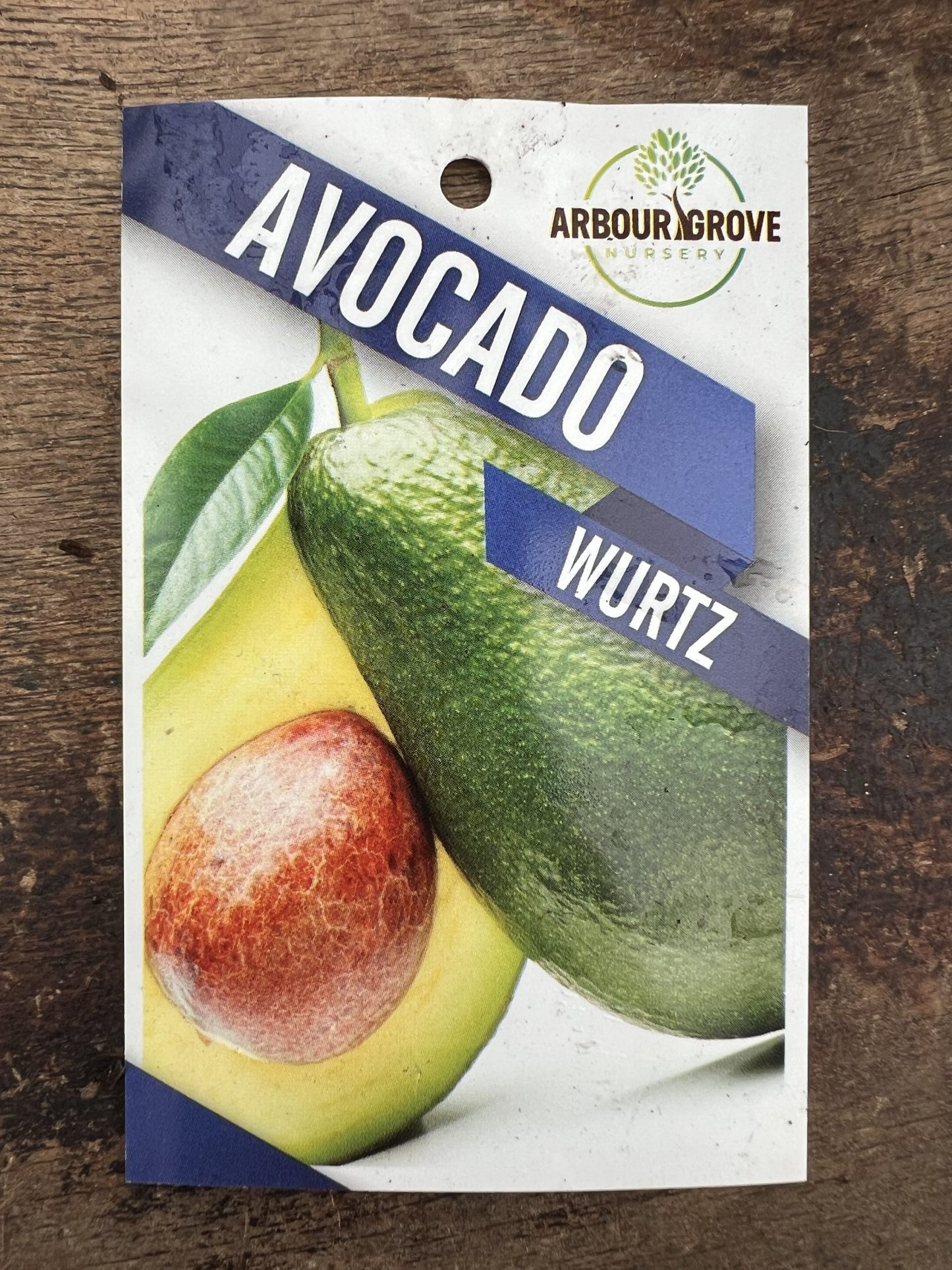 Dwarf Wurtz Avocado - Medium