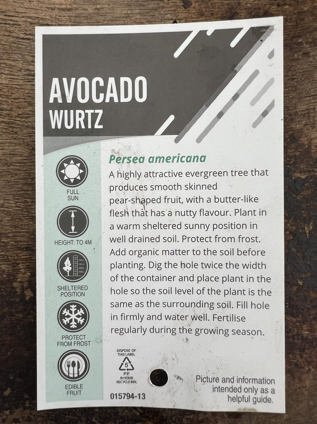 Dwarf Wurtz Avocado - Medium - Ladybird Nursery