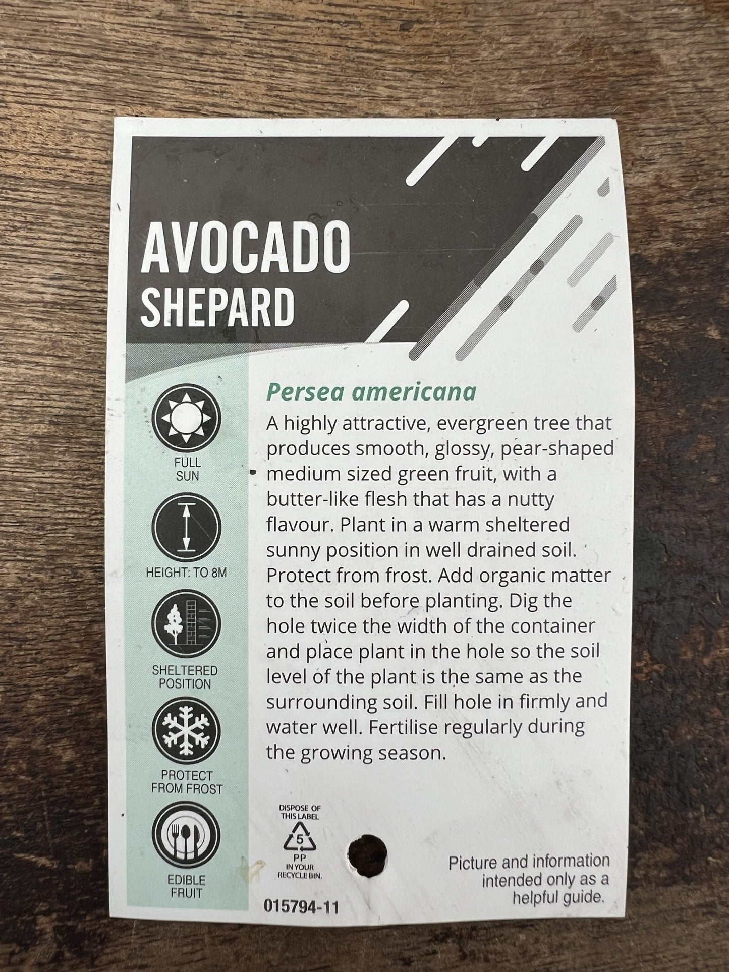 Shepard Avocado - Medium