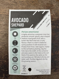 Shepard Avocado - Medium - Ladybird Nursery