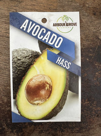 Hass Avocado - Medium (grafted)