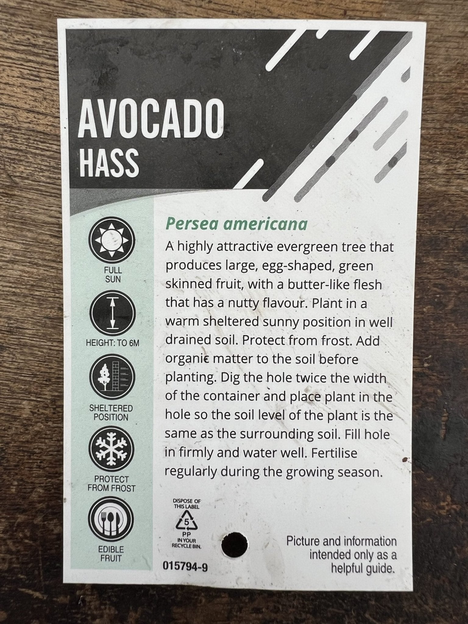 Hass Avocado - Medium (grafted) - Ladybird Nursery