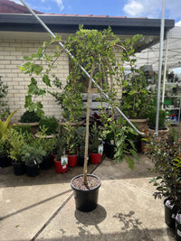 Weeping Mulberry 'White' (Pickup Only)