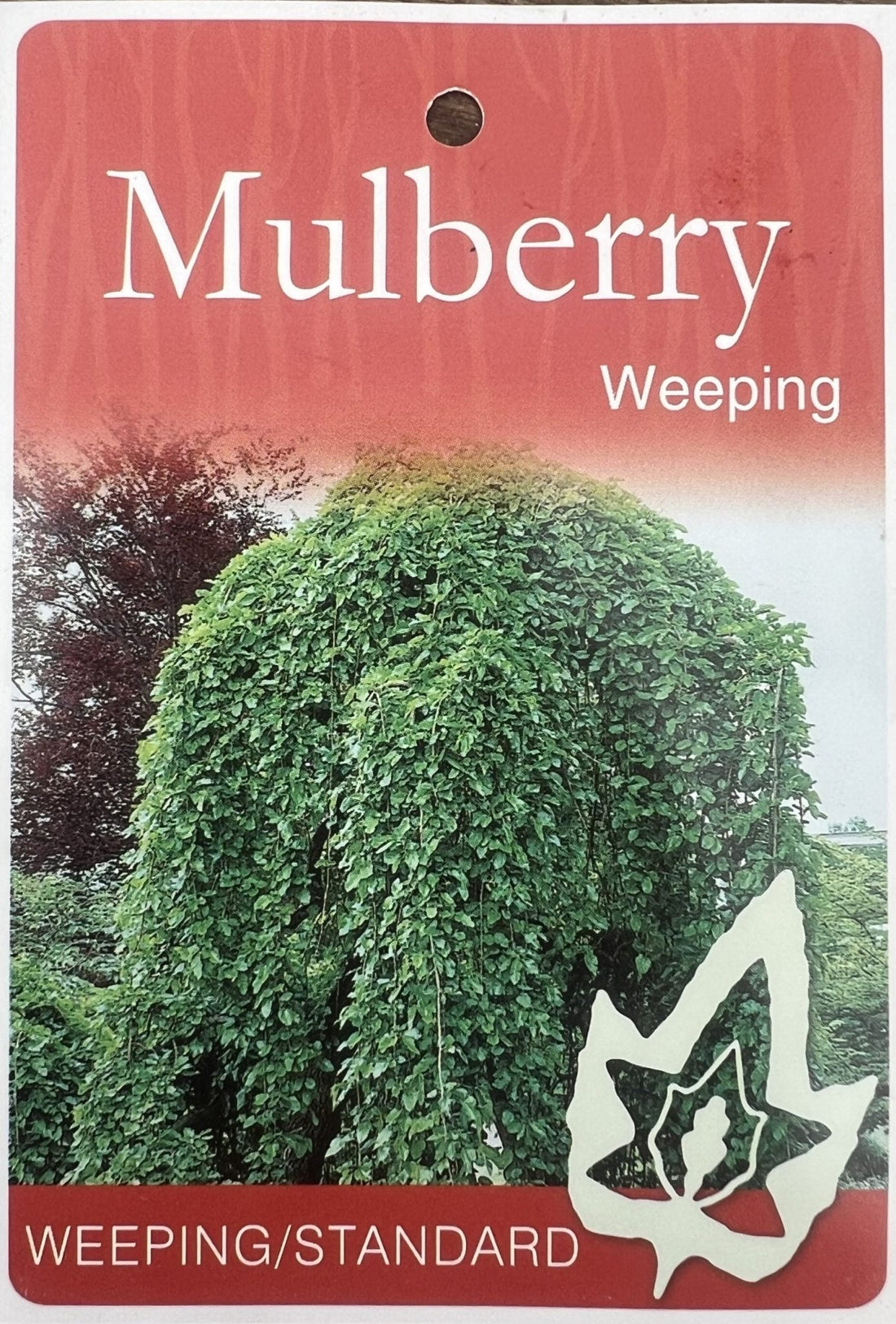 Weeping Mulberry 300mm pot PICK UP ONLY - Ladybird Nursery