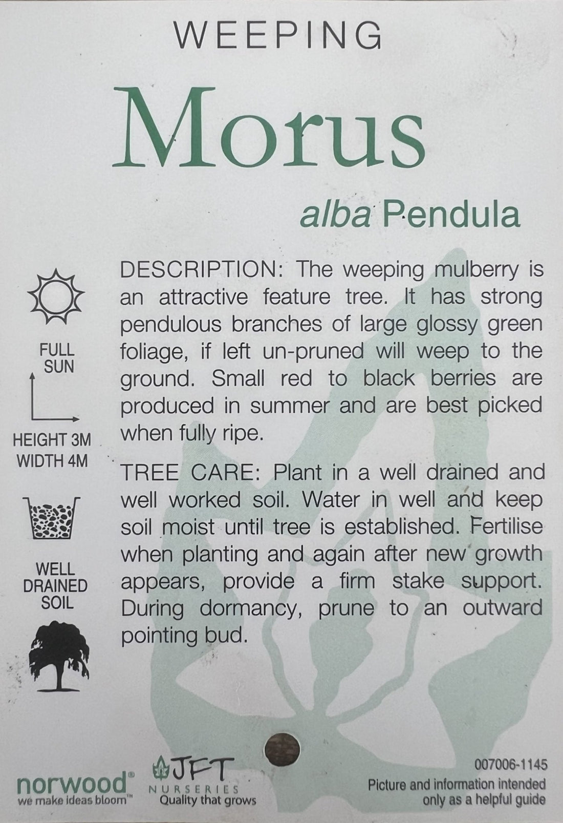 Weeping Mulberry 300mm pot PICK UP ONLY - Ladybird Nursery