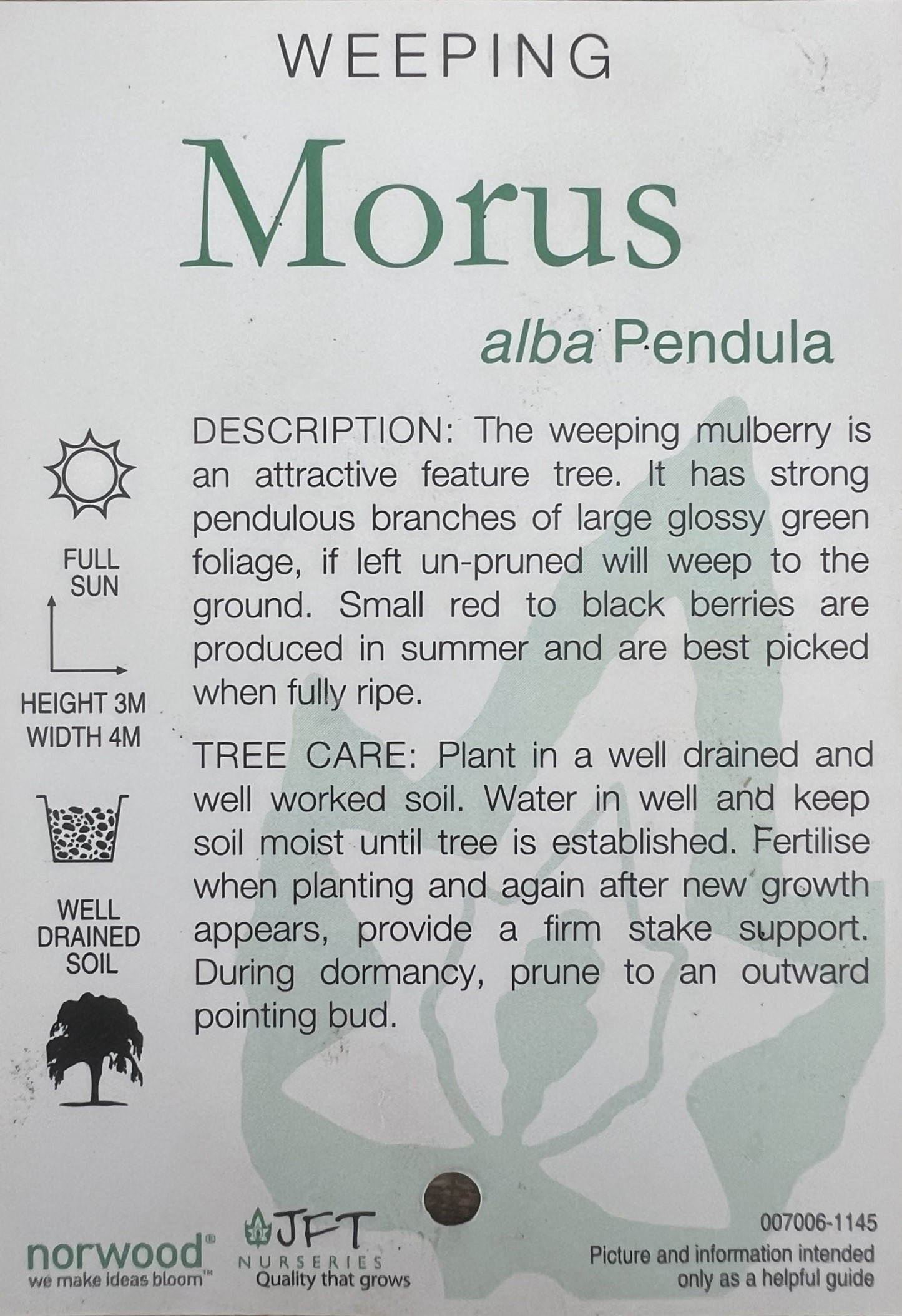 Weeping Mulberry 300mm pot PICK UP ONLY