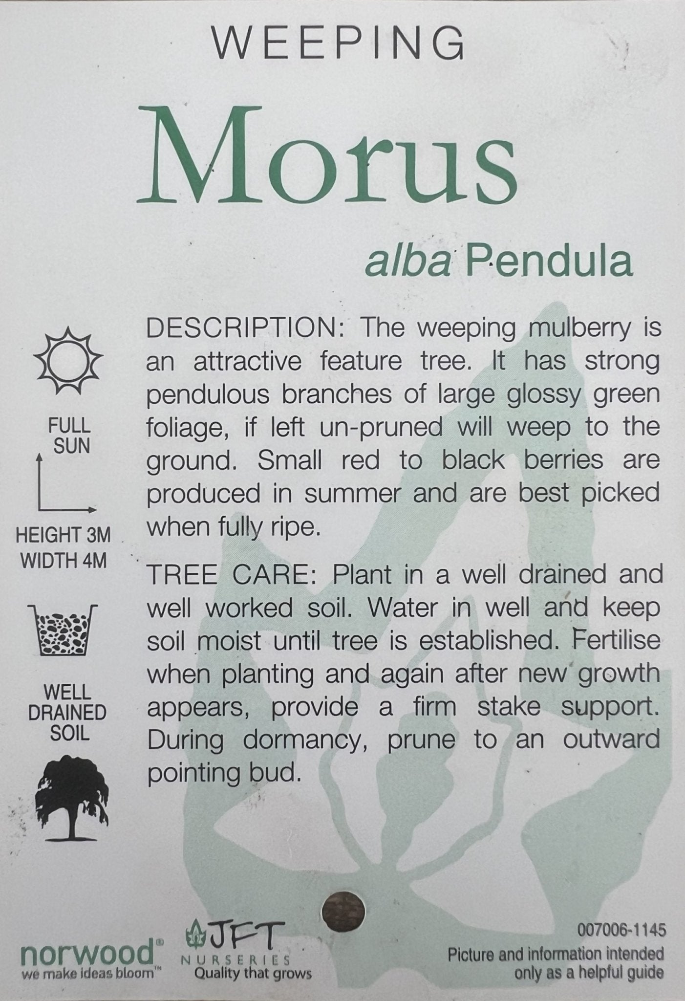 Weeping Mulberry 300mm pot PICK UP ONLY - Ladybird Nursery