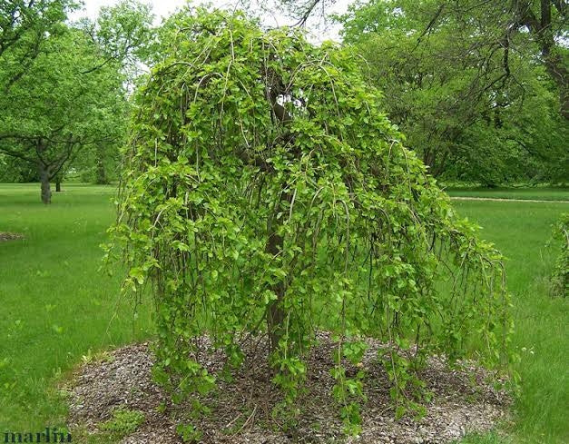 Weeping Mulberry 300mm pot PICK UP ONLY