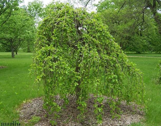 Weeping Mulberry 300mm pot PICK UP ONLY - Ladybird Nursery