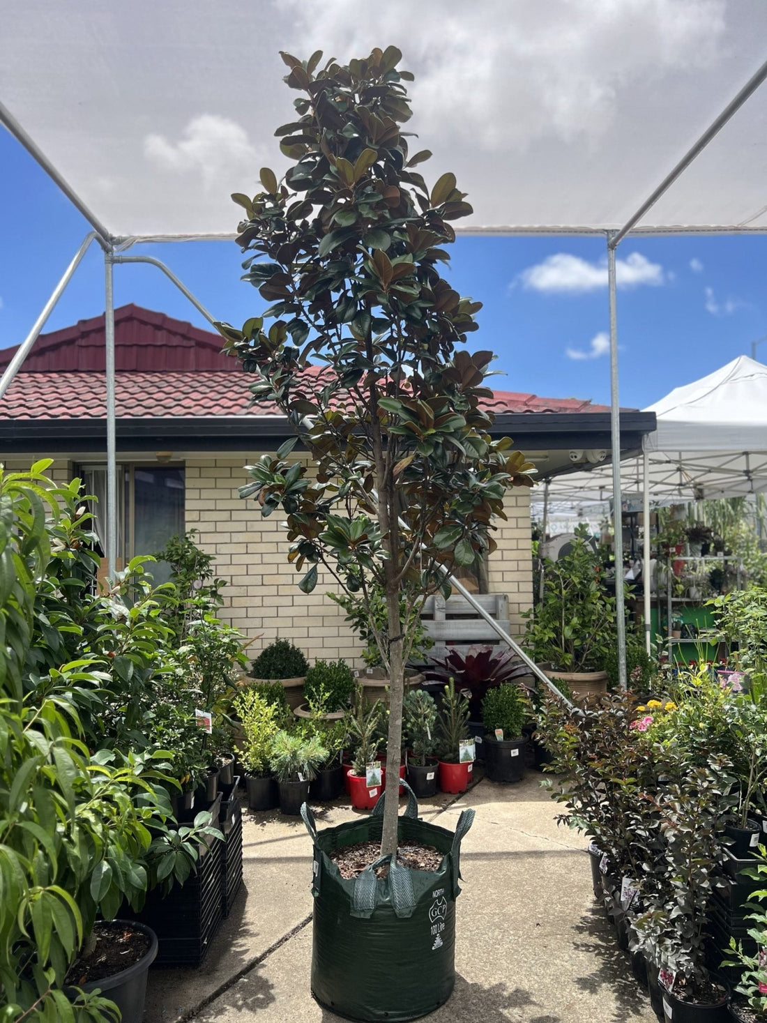 Teddy Bear Magnolia (100litre Bags) PICK UP ONLY - Ladybird Nursery