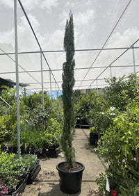 Italian Pencil Pine (300mm Pots) PICK UP ONLY