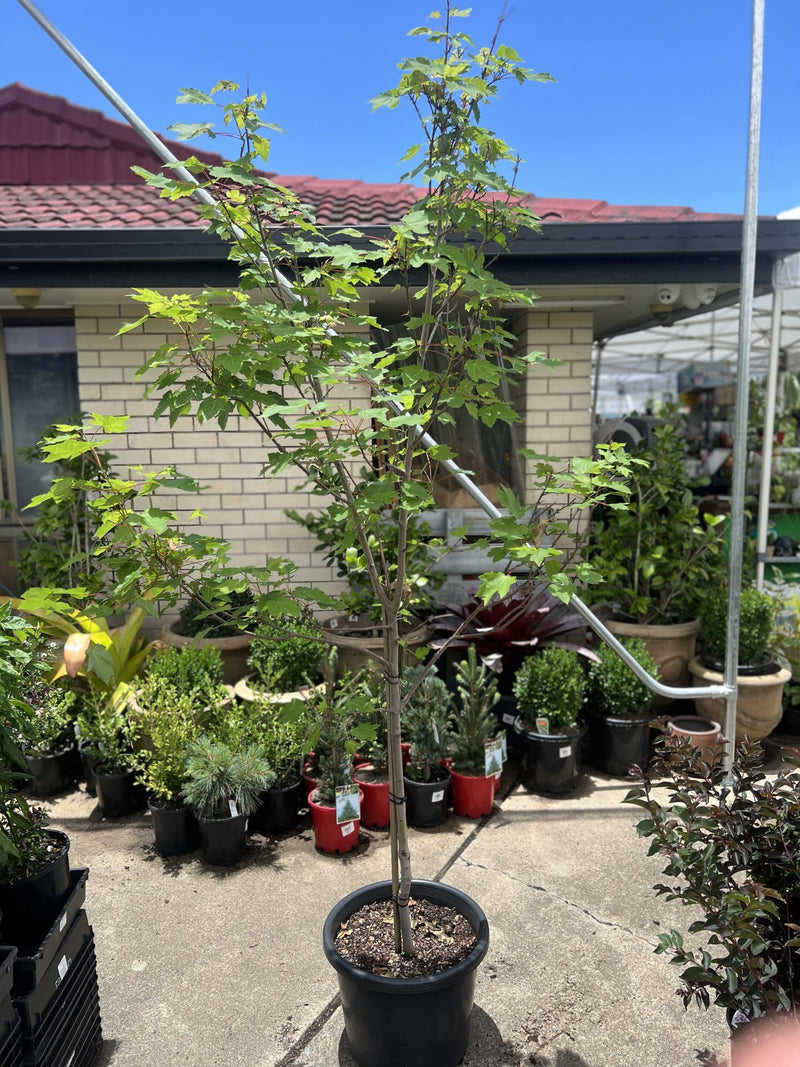 Acer Maple Rubrum (300mm Pot) PICK UP ONLY