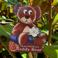 Teddy Bear Magnolia (100litre Bags) PICK UP ONLY