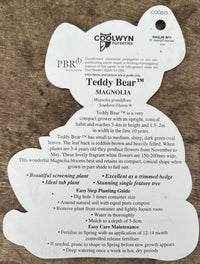 Teddy Bear Magnolia (100litre Bags) PICK UP ONLY - Ladybird Nursery