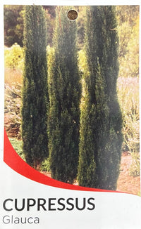 Italian Pencil Pine 400mm Pot (Pickup Only)