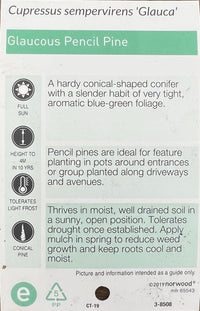 Italian Pencil Pine (300mm Pots) PICK UP ONLY