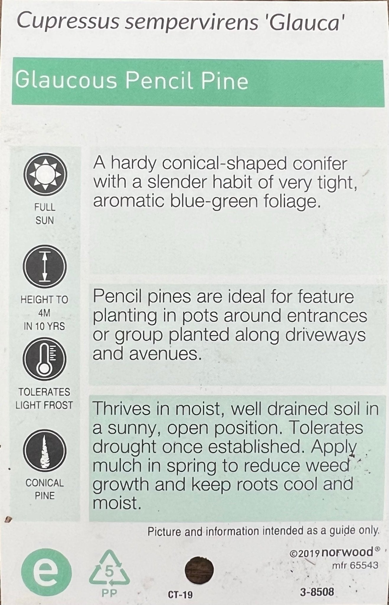 Italian Pencil Pine (300mm Pots) PICK UP ONLY - Ladybird Nursery