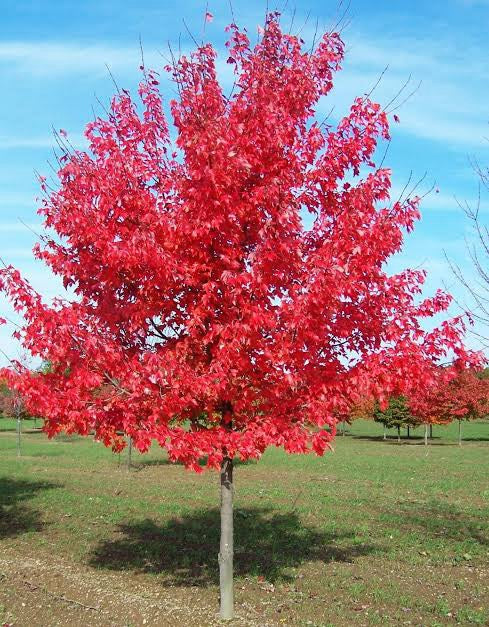 Acer Maple Rubrum (300mm Pot) PICK UP ONLY
