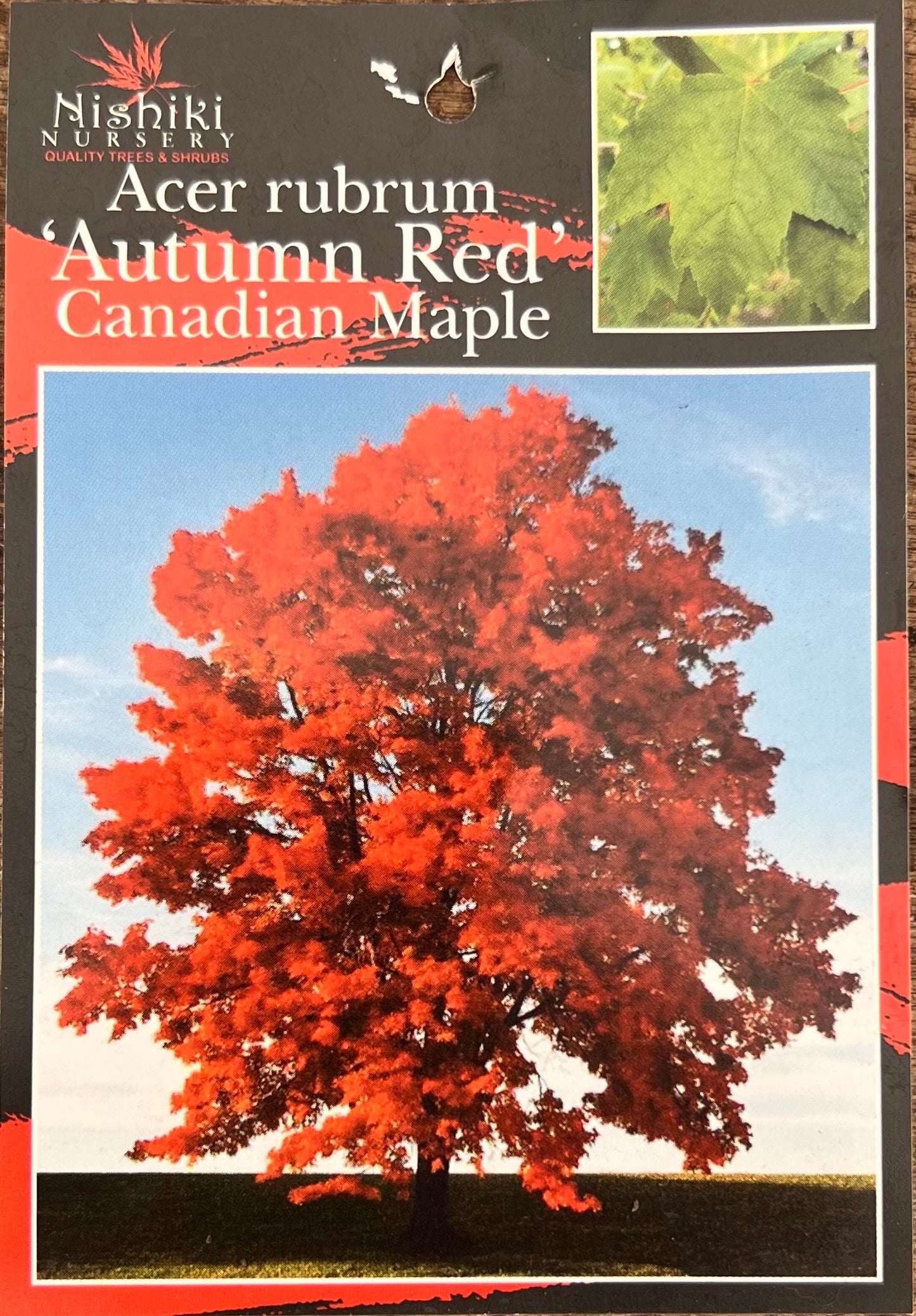 Acer Maple Rubrum (300mm Pot) PICK UP ONLY