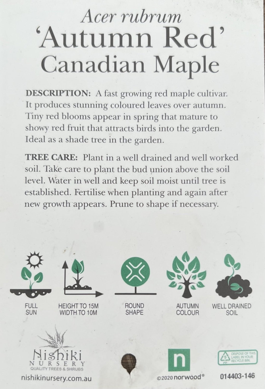 Acer Maple Rubrum (300mm Pot) PICK UP ONLY - Ladybird Nursery