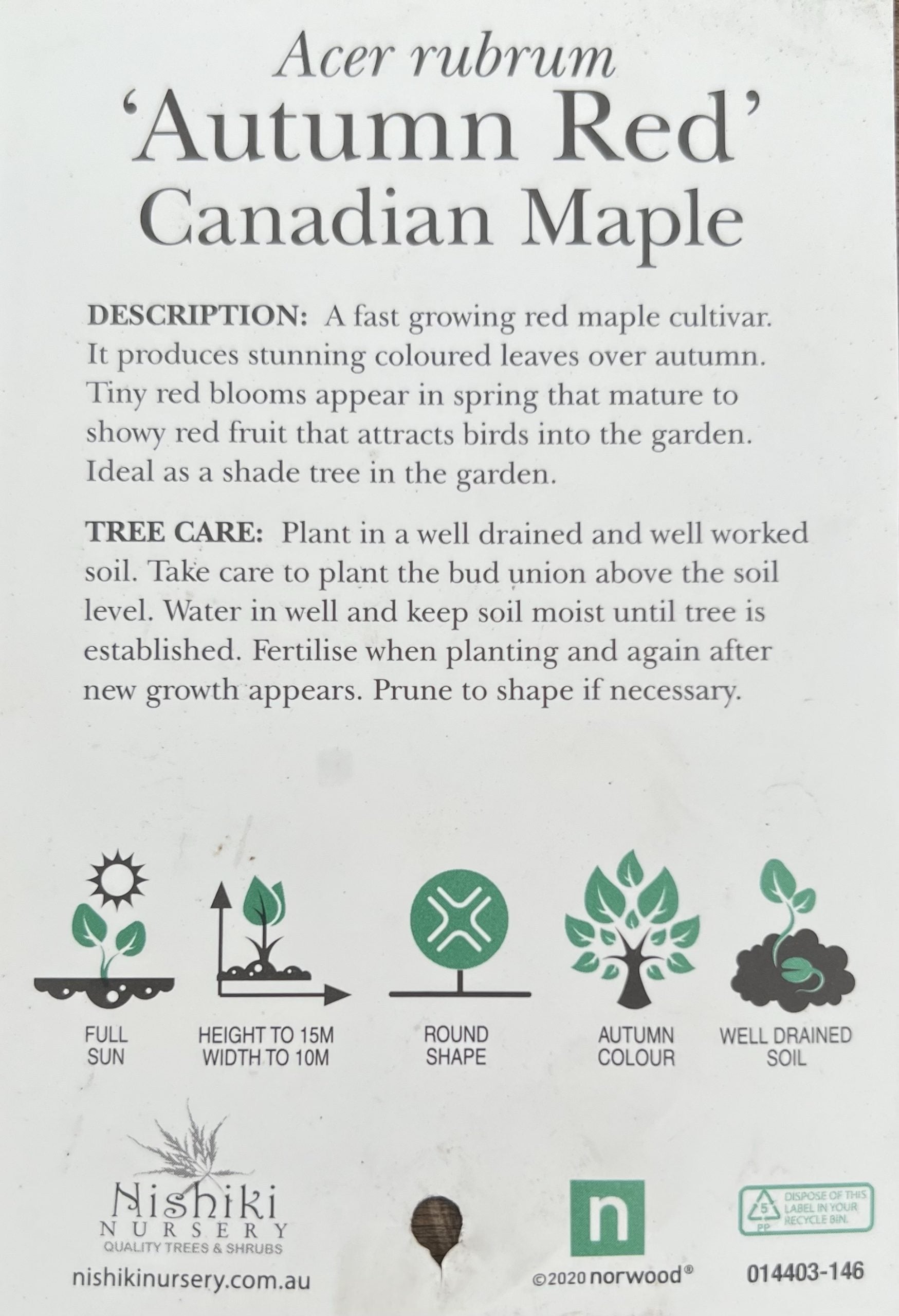 Acer Maple Rubrum (300mm Pot) PICK UP ONLY