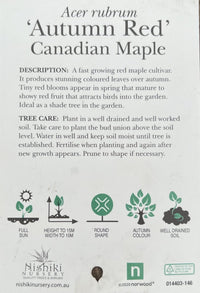Acer Maple Rubrum (300mm Pot) PICK UP ONLY - Ladybird Nursery