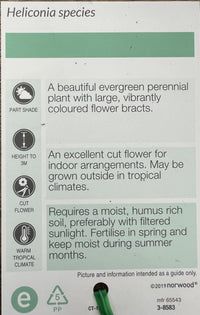 Heliconia bihai 'Chocolate Dancer'