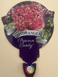 Hydrangea Popcorn Candy